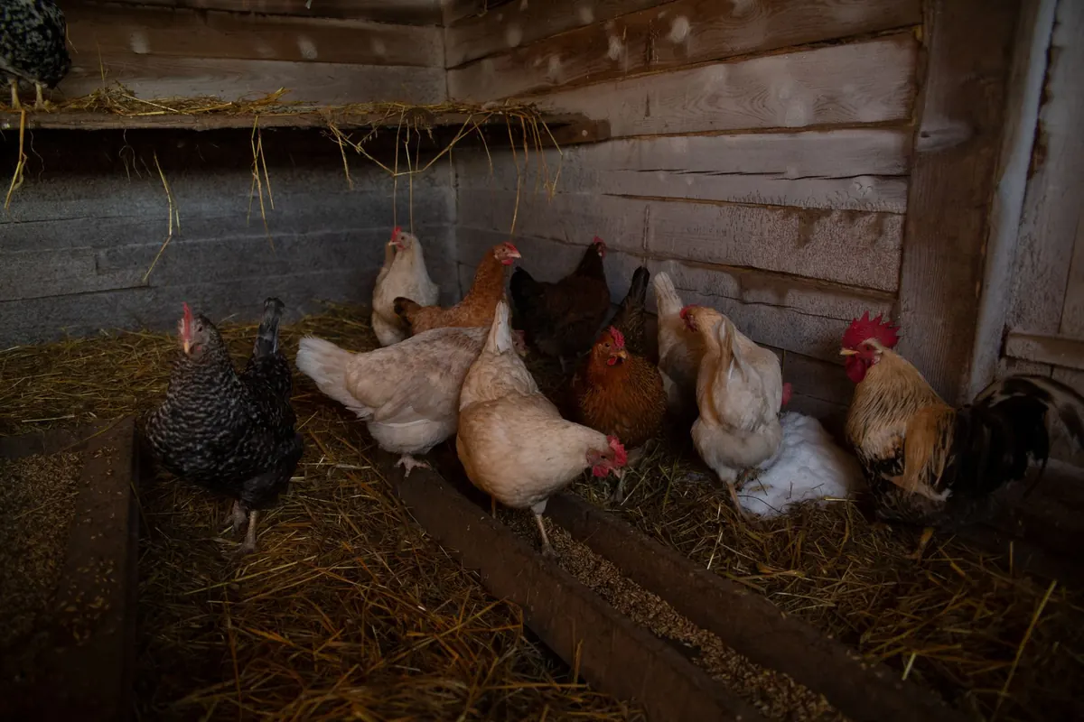 Beginner's Guide to Keeping Backyard Chickens in a Rural Village