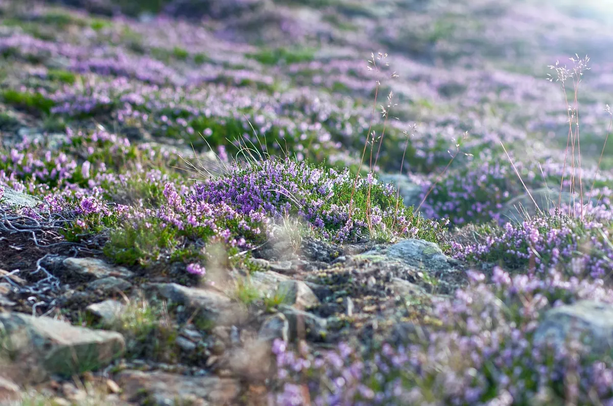 Moorland Wildflower Calendar: What to Look For Month by Month